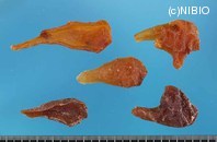 http://mpdb.nibiohn.go.jp/CONTENTS_ROOT/PLANT_PHOTO_DATA/PHOTO_FILE/thumbnail/958.jpg