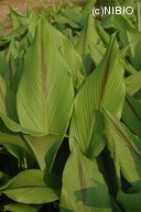 http://mpdb.nibiohn.go.jp/CONTENTS_ROOT/PLANT_PHOTO_DATA/PHOTO_FILE/thumbnail/146.jpg