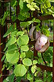 https://upload.wikimedia.org/wikipedia/commons/thumb/7/7a/Akebia_quinata_fruits.jpg/80px-Akebia_quinata_fruits.jpg