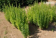 http://mpdb.nibiohn.go.jp/CONTENTS_ROOT/PLANT_PHOTO_DATA/PHOTO_FILE/thumbnail/211.jpg