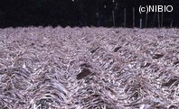 http://mpdb.nibiohn.go.jp/CONTENTS_ROOT/PLANT_PHOTO_DATA/PHOTO_FILE/thumbnail/147.jpg