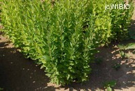 http://mpdb.nibiohn.go.jp/CONTENTS_ROOT/PLANT_PHOTO_DATA/PHOTO_FILE/thumbnail/212.jpg