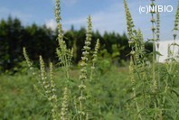 http://mpdb.nibiohn.go.jp/CONTENTS_ROOT/PLANT_PHOTO_DATA/PHOTO_FILE/thumbnail/234.jpg