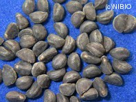 http://mpdb.nibiohn.go.jp/CONTENTS_ROOT/PLANT_PHOTO_DATA/PHOTO_FILE/thumbnail/1190.jpg
