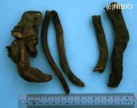 http://mpdb.nibiohn.go.jp/CONTENTS_ROOT/PLANT_PHOTO_DATA/PHOTO_FILE/thumbnail/259.jpg