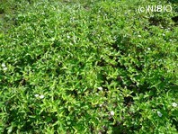 http://mpdb.nibiohn.go.jp/CONTENTS_ROOT/PLANT_PHOTO_DATA/PHOTO_FILE/thumbnail/268.jpg