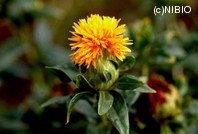 http://mpdb.nibiohn.go.jp/CONTENTS_ROOT/PLANT_PHOTO_DATA/PHOTO_FILE/thumbnail/287.jpg