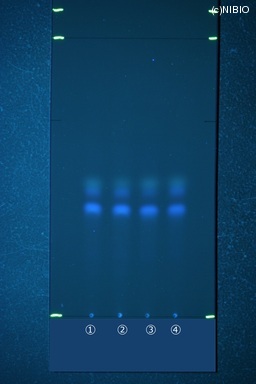 http://mpdb.nibiohn.go.jp/CONTENTS_ROOT/JP_IDENTIFICATION_PHOTO_DATA/JP_IDENTIFICATION_PHOTO_FILE/thumbnail/496.JPG
