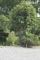 http://mpdb.nibiohn.go.jp/CONTENTS_ROOT/PLANT_PHOTO_DATA/PHOTO_FILE/thumbnail/1200.jpg