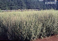 http://mpdb.nibiohn.go.jp/CONTENTS_ROOT/PLANT_PHOTO_DATA/PHOTO_FILE/thumbnail/315.jpg