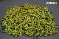 http://mpdb.nibiohn.go.jp/CONTENTS_ROOT/PLANT_PHOTO_DATA/PHOTO_FILE/thumbnail/334.jpg
