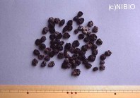 http://mpdb.nibiohn.go.jp/CONTENTS_ROOT/PLANT_PHOTO_DATA/PHOTO_FILE/thumbnail/1209.jpg