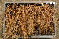 http://mpdb.nibiohn.go.jp/CONTENTS_ROOT/PLANT_PHOTO_DATA/PHOTO_FILE/thumbnail/347.jpg