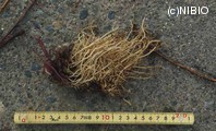http://mpdb.nibiohn.go.jp/CONTENTS_ROOT/PLANT_PHOTO_DATA/PHOTO_FILE/thumbnail/359.jpg