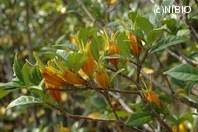 http://mpdb.nibiohn.go.jp/CONTENTS_ROOT/PLANT_PHOTO_DATA/PHOTO_FILE/thumbnail/385.jpg