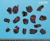 http://mpdb.nibiohn.go.jp/CONTENTS_ROOT/PLANT_PHOTO_DATA/PHOTO_FILE/thumbnail/394.jpg