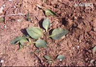 http://mpdb.nibiohn.go.jp/CONTENTS_ROOT/PLANT_PHOTO_DATA/PHOTO_FILE/thumbnail/499.jpg