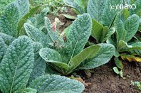 http://mpdb.nibiohn.go.jp/CONTENTS_ROOT/PLANT_PHOTO_DATA/PHOTO_FILE/thumbnail/440.jpg