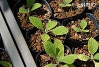 http://mpdb.nibiohn.go.jp/CONTENTS_ROOT/PLANT_PHOTO_DATA/PHOTO_FILE/thumbnail/1219.jpg
