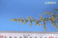 http://mpdb.nibiohn.go.jp/CONTENTS_ROOT/PLANT_PHOTO_DATA/PHOTO_FILE/thumbnail/1267.jpg