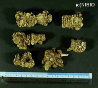 http://mpdb.nibiohn.go.jp/CONTENTS_ROOT/PLANT_PHOTO_DATA/PHOTO_FILE/thumbnail/551.jpg
