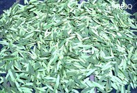 http://mpdb.nibiohn.go.jp/CONTENTS_ROOT/PLANT_PHOTO_DATA/PHOTO_FILE/thumbnail/561.jpg
