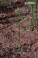 http://mpdb.nibiohn.go.jp/CONTENTS_ROOT/PLANT_PHOTO_DATA/PHOTO_FILE/thumbnail/574.jpg