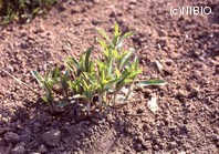http://mpdb.nibiohn.go.jp/CONTENTS_ROOT/PLANT_PHOTO_DATA/PHOTO_FILE/thumbnail/594.jpg