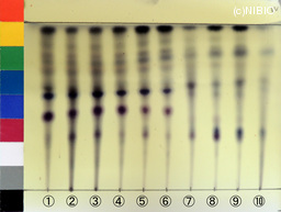 http://mpdb.nibiohn.go.jp/CONTENTS_ROOT/JP_IDENTIFICATION_PHOTO_DATA/JP_IDENTIFICATION_PHOTO_FILE/thumbnail/1291.jpg