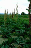 http://mpdb.nibiohn.go.jp/CONTENTS_ROOT/PLANT_PHOTO_DATA/PHOTO_FILE/thumbnail/612.jpg