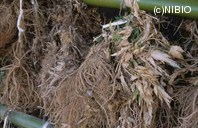 http://mpdb.nibiohn.go.jp/CONTENTS_ROOT/PLANT_PHOTO_DATA/PHOTO_FILE/thumbnail/632.jpg
