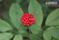 http://mpdb.nibiohn.go.jp/CONTENTS_ROOT/PLANT_PHOTO_DATA/PHOTO_FILE/thumbnail/661.jpg
