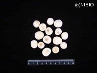 http://mpdb.nibiohn.go.jp/CONTENTS_ROOT/PLANT_PHOTO_DATA/PHOTO_FILE/thumbnail/679.jpg