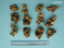 http://mpdb.nibiohn.go.jp/CONTENTS_ROOT/PLANT_PHOTO_DATA/PHOTO_FILE/thumbnail/1299.jpg