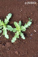http://mpdb.nibiohn.go.jp/CONTENTS_ROOT/PLANT_PHOTO_DATA/PHOTO_FILE/thumbnail/1028.jpg