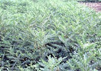 http://mpdb.nibiohn.go.jp/CONTENTS_ROOT/PLANT_PHOTO_DATA/PHOTO_FILE/thumbnail/185.jpg