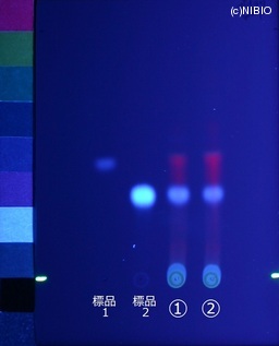 http://mpdb.nibiohn.go.jp/CONTENTS_ROOT/JP_IDENTIFICATION_PHOTO_DATA/JP_IDENTIFICATION_PHOTO_FILE/thumbnail/389.jpg