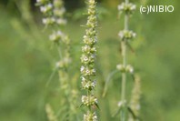 http://mpdb.nibiohn.go.jp/CONTENTS_ROOT/PLANT_PHOTO_DATA/PHOTO_FILE/thumbnail/235.jpg