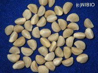 http://mpdb.nibiohn.go.jp/CONTENTS_ROOT/PLANT_PHOTO_DATA/PHOTO_FILE/thumbnail/1191.jpg