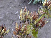 http://mpdb.nibiohn.go.jp/CONTENTS_ROOT/PLANT_PHOTO_DATA/PHOTO_FILE/thumbnail/260.jpg