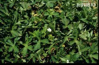 http://mpdb.nibiohn.go.jp/CONTENTS_ROOT/PLANT_PHOTO_DATA/PHOTO_FILE/thumbnail/269.jpg