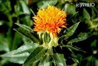 http://mpdb.nibiohn.go.jp/CONTENTS_ROOT/PLANT_PHOTO_DATA/PHOTO_FILE/thumbnail/288.jpg