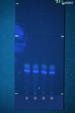 http://mpdb.nibiohn.go.jp/CONTENTS_ROOT/JP_IDENTIFICATION_PHOTO_DATA/JP_IDENTIFICATION_PHOTO_FILE/thumbnail/497.JPG
