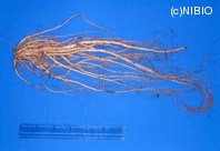 http://mpdb.nibiohn.go.jp/CONTENTS_ROOT/PLANT_PHOTO_DATA/PHOTO_FILE/thumbnail/316.jpg
