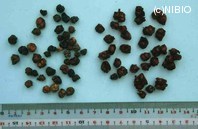 http://mpdb.nibiohn.go.jp/CONTENTS_ROOT/PLANT_PHOTO_DATA/PHOTO_FILE/thumbnail/1210.jpg