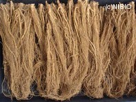http://mpdb.nibiohn.go.jp/CONTENTS_ROOT/PLANT_PHOTO_DATA/PHOTO_FILE/thumbnail/348.jpg