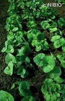 http://mpdb.nibiohn.go.jp/CONTENTS_ROOT/PLANT_PHOTO_DATA/PHOTO_FILE/thumbnail/360.jpg