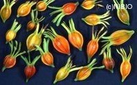 http://mpdb.nibiohn.go.jp/CONTENTS_ROOT/PLANT_PHOTO_DATA/PHOTO_FILE/thumbnail/386.jpg