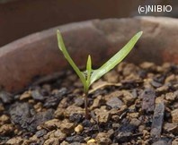 http://mpdb.nibiohn.go.jp/CONTENTS_ROOT/PLANT_PHOTO_DATA/PHOTO_FILE/thumbnail/395.jpg