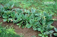 http://mpdb.nibiohn.go.jp/CONTENTS_ROOT/PLANT_PHOTO_DATA/PHOTO_FILE/thumbnail/441.jpg
